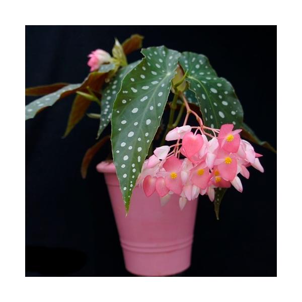 秋 花 木 生花の人気商品 通販 価格比較 価格 Com