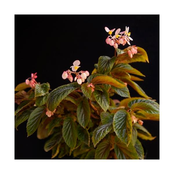 苗 ベゴニアの人気商品 通販 価格比較 価格 Com