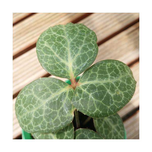 種 クリスマスローズ 苗の人気商品 通販 価格比較 価格 Com