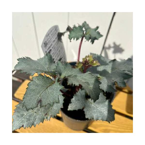 クリスマスローズは花だけで楽しむ時代から、葉も楽しむ時代へ。育種家・松村さんが何年も前から、そういう時代が来ると確信し、時間をかけて普及してきました。今やメディアでも取り上げられるようになり一気にメジャーな世界へ！独特な美しい葉の色や形、模...