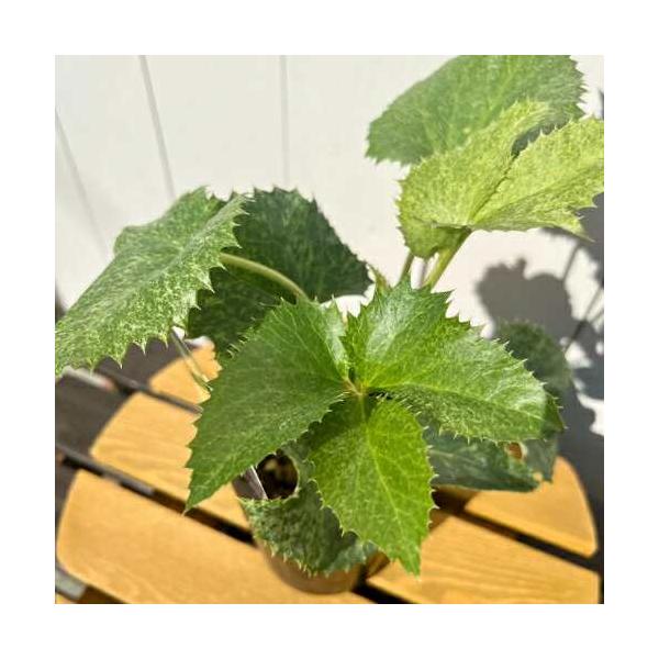 松村ナーセリーさんのカラーリーフ・クリスマスローズ アーグチフォリ