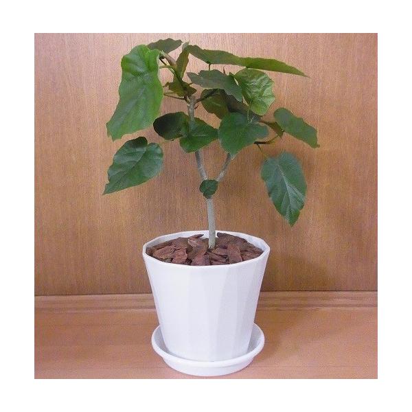 観葉植物 フィカス ウンベラータ 6号鉢 受け皿付き 株元バークチップ敷き詰め Buyee Buyee Japanese Proxy Service Buy From Japan Bot Online