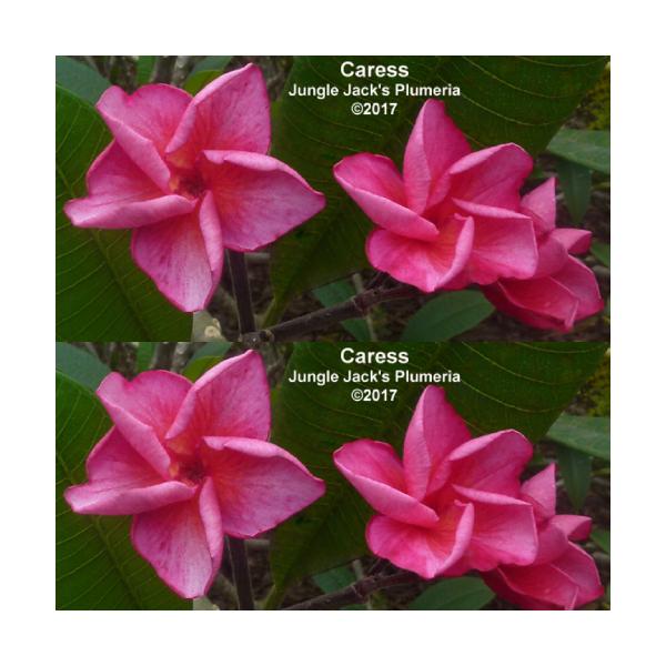 苗 プルメリア 農業資材 ガーデニング用品の人気商品 通販 価格比較 価格 Com