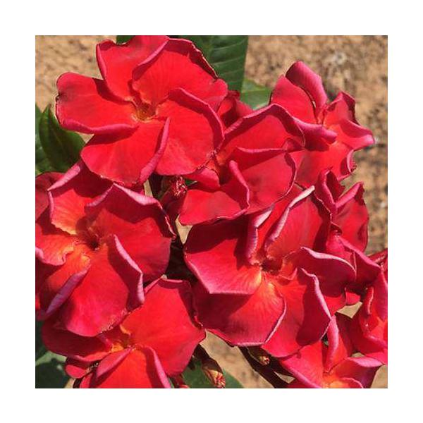 フラメンコ⭐︎レア品種3鉢セット花芽付き　プルメリア　苗木 フラメンコ⭐︎レア品種3鉢セット花芽付き プルメリア 苗木