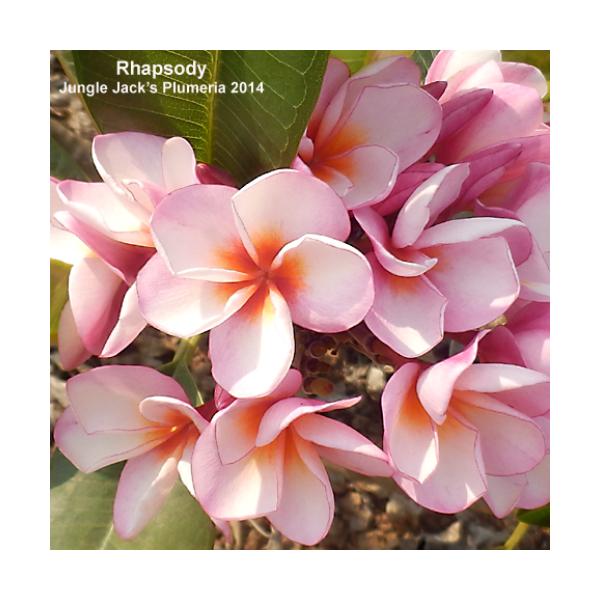 苗 プルメリア 農業資材 ガーデニング用品の人気商品 通販 価格比較 価格 Com