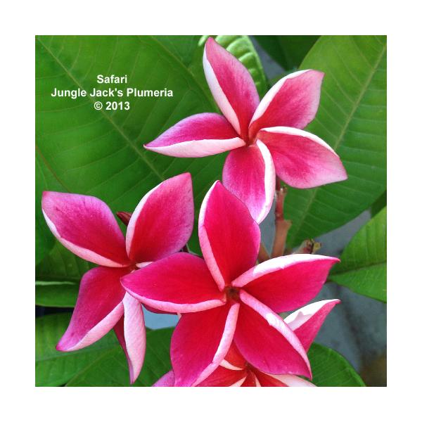 苗 プルメリア 農業資材 ガーデニング用品の人気商品 通販 価格比較 価格 Com