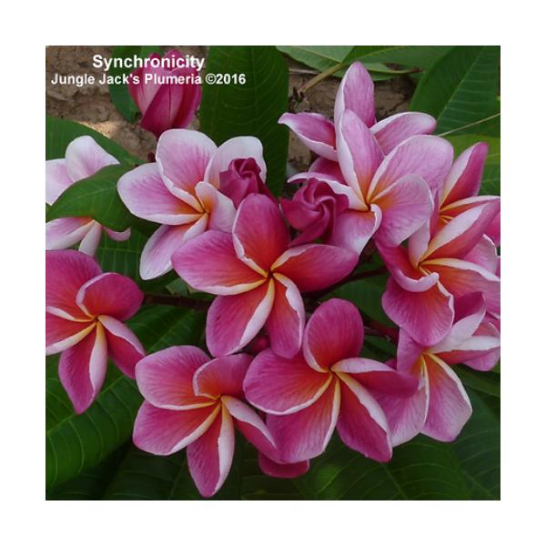 苗 プルメリア Diy 工具の人気商品 通販 価格比較 価格 Com