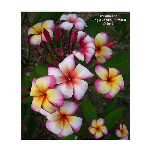 プルメリア 苗木 花 サンバリーナ ５号鉢 レイなどにも 常緑低木 夏 秋 Z Plu Thumbarina イングの森 花 苗 育て方 通販 Yahoo ショッピング