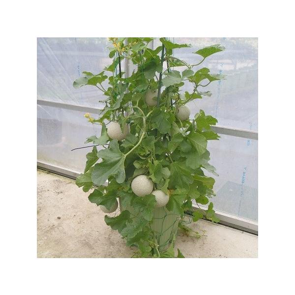 ミニメロン 果実 種 メロリーナ 家庭菜園で収穫できるメロンのタネ 3粒パック 業務用小分け 交配せずに結実できます 第4種または一般郵便なら全国送料無料 Buyee Buyee Japanese Proxy Service Buy From Japan Bot Online