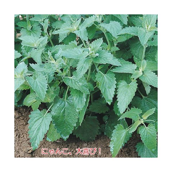 n[u  Lbgjbv Yp^l 100 CknbJ A ˂񓩐 ^l 