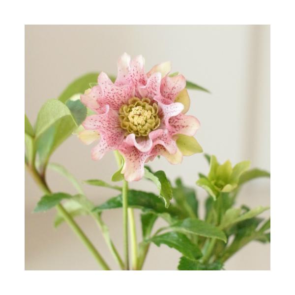 こたちゃん(2個)　お買い得！パッと華やか2種植えクリスマスローズ クリスマスローズのタネ 入手困難 花郷園オリジナル 上向きに咲く
