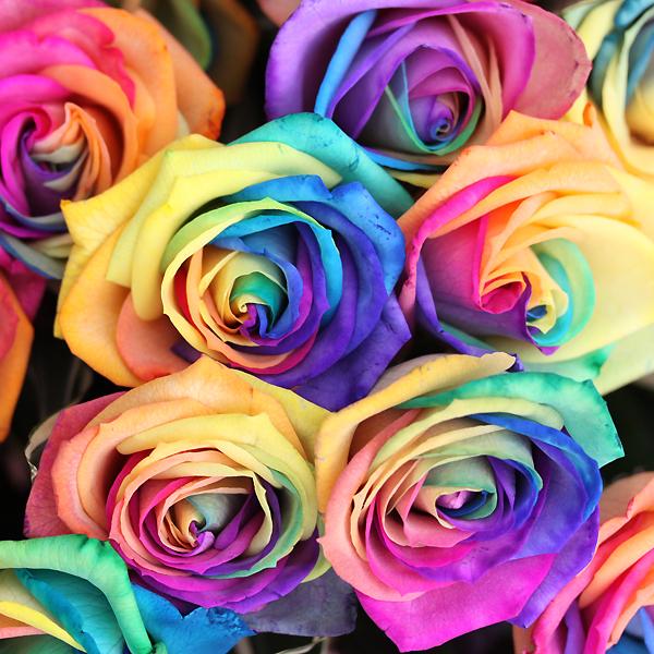 年齢の数だけレインボーのバラ花束レインボーローズ 花束 3本 お好きな本数をご指定ください 花束 ブーケ お祝い Buyee Buyee Japanese Proxy Service Buy From Japan Bot Online