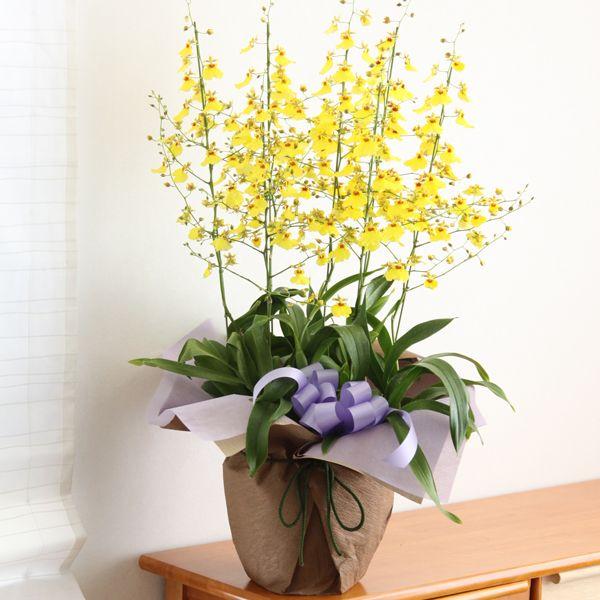 お供えの花 鉢花 オンシジューム8 400円 お盆 お彼岸 お墓参り お供え花 仏壇のお花 墓花 Os 015 花雅 通販 Yahoo ショッピング