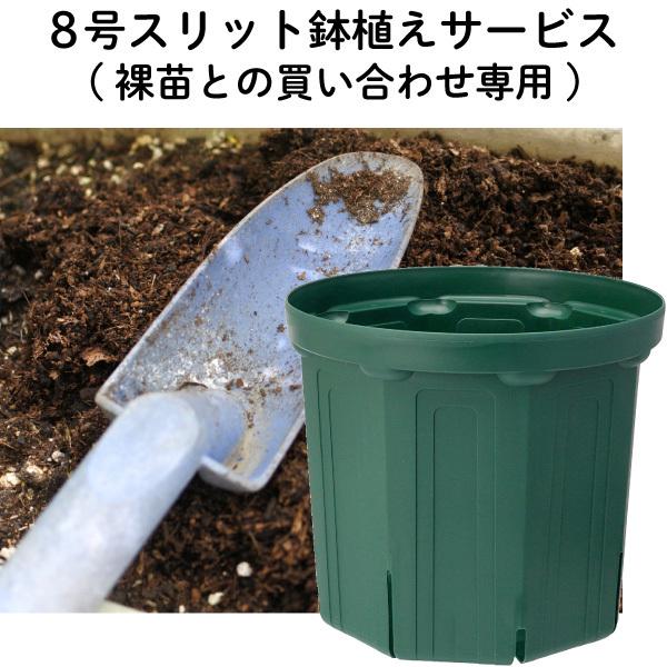 8XbgAT[rXVc(c)Ƃ̔킹p