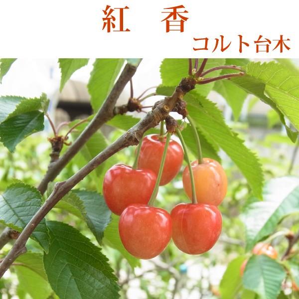 o^iyځFgzRg1Nc12{ȍ~\聄