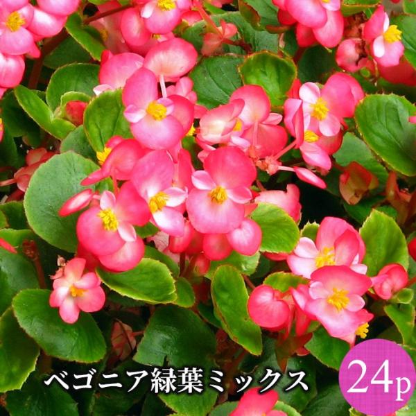 ベゴニア センパフローレンス 緑葉 花苗 24ポットミックス