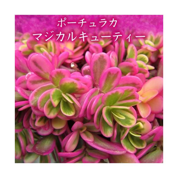 ゲブラナガトヨ育種 ポーチュラカ マジカルキューティー 3号 215 花苗園芸店なごみ 通販 Yahoo ショッピング