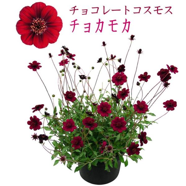チョコレートコスモス チョカモカ 3号 5月上旬分 217 花苗園芸店なごみ 通販 Yahoo ショッピング