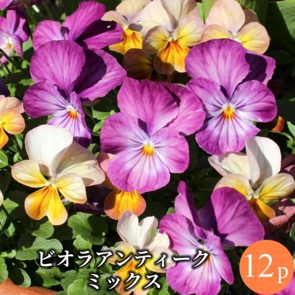 [Release date: October 29, 2025]生産者限定の品質重視花苗を抜群の鮮度でお届けします。置いている古い苗ではなくご注文後に苗をご用意する為、翌週水曜出荷となります。プランター約2個分【送料無料】同梱可の花苗、鉢な...