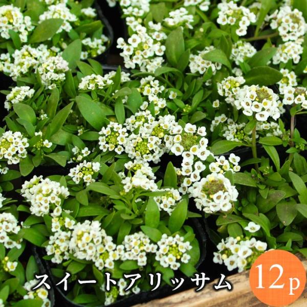 スイートアリッサム 白 花苗 12ポットセット ホワイト 人気生産者 品質