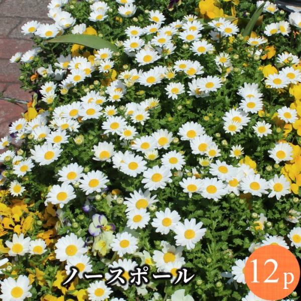 ノースポール クリサンセマム 白 花苗 12ポット セット ホワイト 白菊
