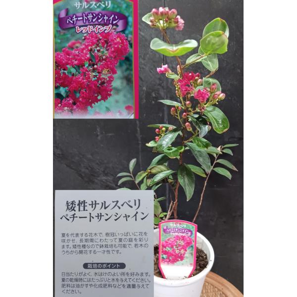 サルスベリ 夏の花 矮性 ペチートサンシャイン レッドインプ 夏祭 百日紅 さるすべり