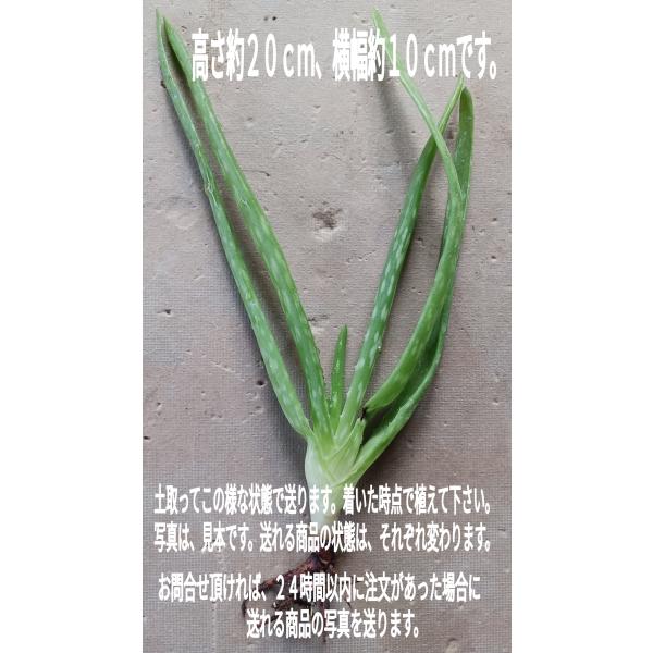 アロエベラ？ 台湾ベラ 多肉植物 医者いらず 民間療法 クィックポストで優良配送