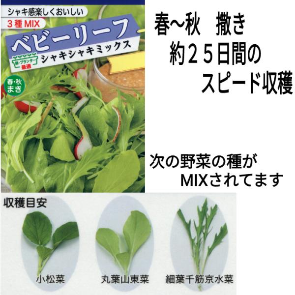 野菜の種 ベビーリーフ レタス シャキシャキミックス 優良配送のクリップポストで１０袋まで送料１５０円