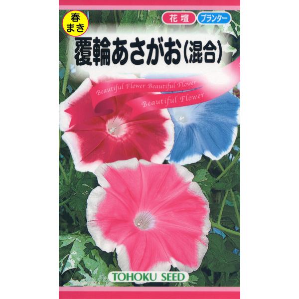 花の種 覆輪あさがお 朝顔 花の周囲が白   優良配送のクリップポス トで１０袋まで送料１５０円
