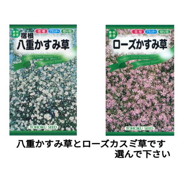 八重かすみ草　2年目には更に多くの花が咲く宿根性の品種です。　可憐で清楚な白花品種で、寒さに強く旺盛に分枝して大株に育ちます。　花の色:白色　花の大きさ:0.5cm　草丈:60〜80cmローズかすみ草　優しい印象のローズ系。　花壇はもちろん...