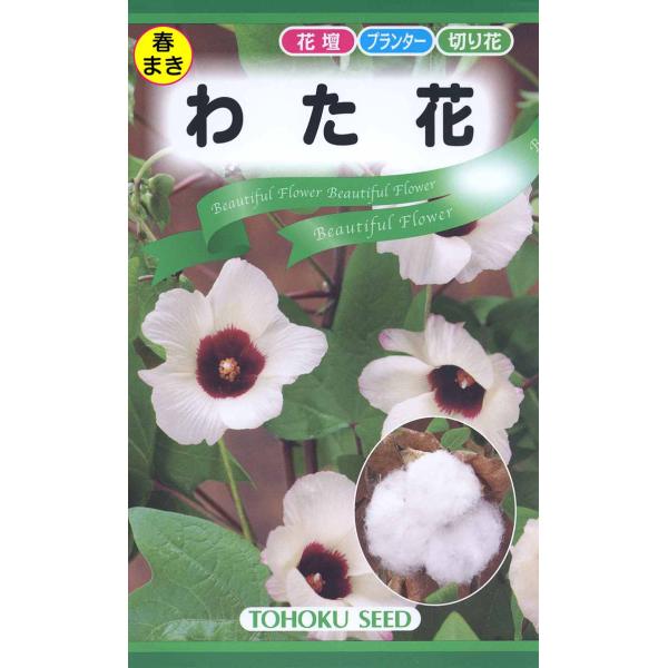 わた花　花壇 プランター　切り花　にも日本の風土に適した和綿種（Gosypium arboreum)で、生育が早く草丈も低い品種で、ドライフラワーにも利用できますコットンボールとしてユニークな花材です発芽適温　25℃前後生育温度１５〜３０℃...