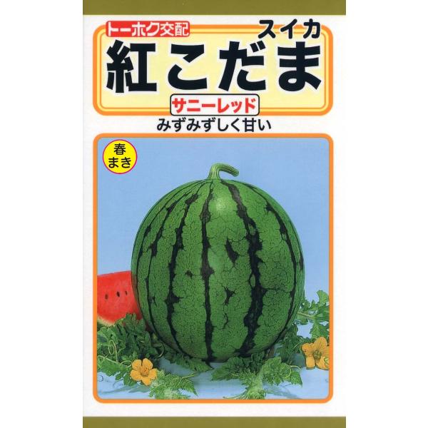 野菜の種 紅こだま サニーレッド 西瓜 すいか 優良配送のクリップポストで１０袋まで送料１５０円
