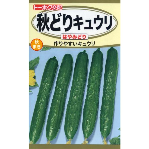 野菜の種 秋どりキュウリ はやみどり きゅうり 優良配送のクリップポストで１０袋まで送料１５０円