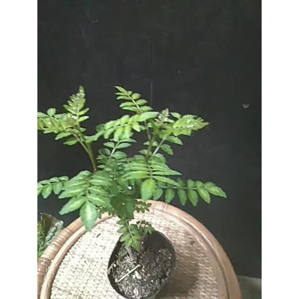 葉山椒木の芽 Buyee Buyee 提供一站式最全面最專業現地yahoo Japan拍賣代bid代拍代購服務bot Online