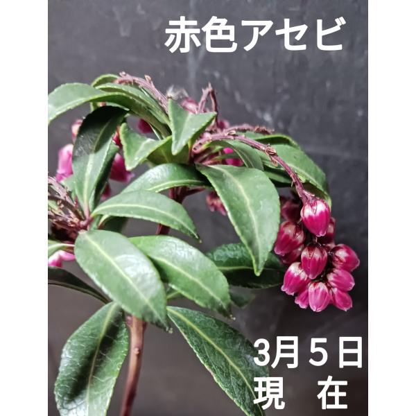 赤花あせび 馬酔木 アセビ パッション