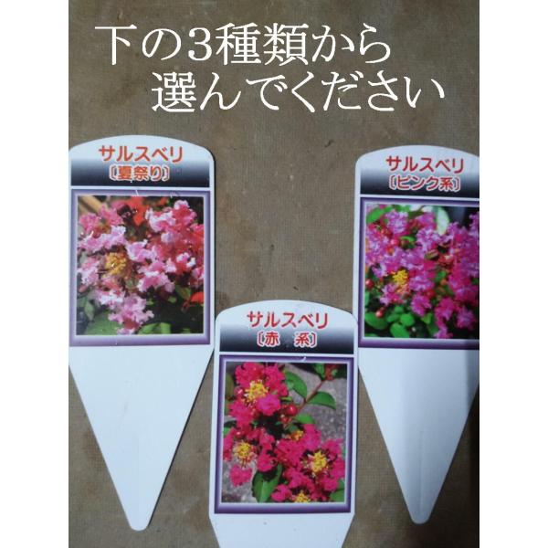 サルスベリ 夏の花 夏祭 百日紅 さるすべり 中井商店 やふー店 通販 Yahoo ショッピング