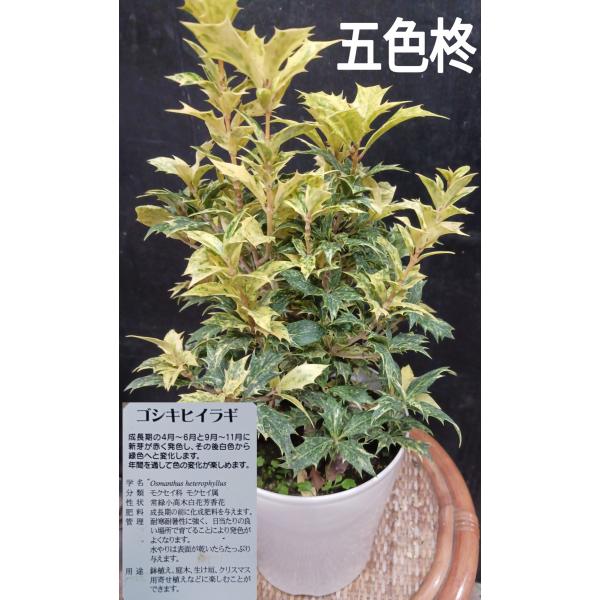 柊 五色ヒイラギ 鬼門対策 縁起物