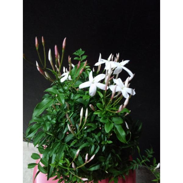 羽衣ジャスミン 芳香性 白 常緑性つる性 マツリカ 茉莉花 Buyee Buyee Jasa Perwakilan Pembelian Barang Online Di Jepang