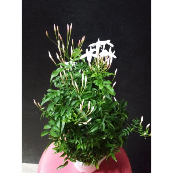 羽衣ジャスミン 芳香性 白 常緑性つる性 マツリカ 茉莉花 Buyee Buyee Jasa Perwakilan Pembelian Barang Online Di Jepang