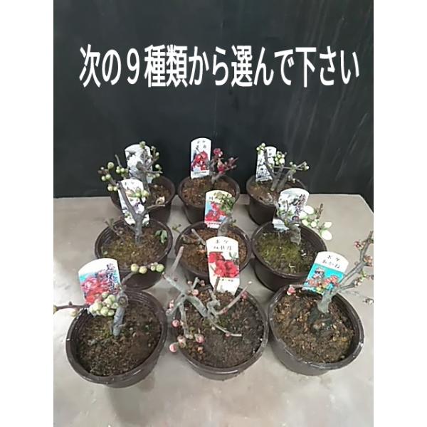 ぼけ放春花長寿楽大晃錦国華芳寿の誉翠光白牡丹ボケ Buyee Buyee 提供一站式最全面最專業現地yahoo Japan拍賣代bid代拍代購服務