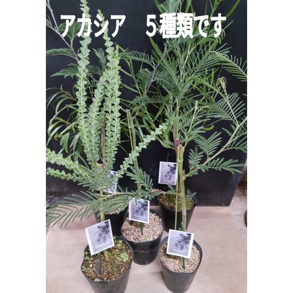 高さ約１００ｍで、直径約１４ｃm鉢に入っています。寒さに強く、日当たりの良いところを好みます。低木で、花言葉は、優雅、友情、秘密の愛、プラトニックラブです。　＊カマバアカシア、ナガバアカシア、ミモザアカシア、三角葉アカシア、フサアカシアです...