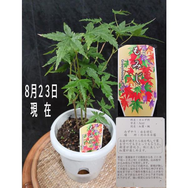 紅葉の中で、一番紅葉らしいイロハモミジです 直径約１５ｃｍの底面給水鉢に入り、高さ約４５ｃｍです。そのまま置いても皿が要らなく、水やりに便利な底面給水です。２個まで同じ送料で　写真は、R７年８月２３日現在です。　植物は　常に変化します、　お...