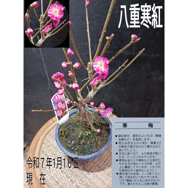 直径約１５ｃｍの鉢に入り、高さ約４５ｃｍです。　春先の代表的な樹木です。　盆栽にするも、正月の寄せ植えに使うも良し。　太いです。太さは写真の鉛筆と比べてください。  少しづつ蕾を大きくなり、色づいてきてます。１月１６日現在　花が咲いてきてま...