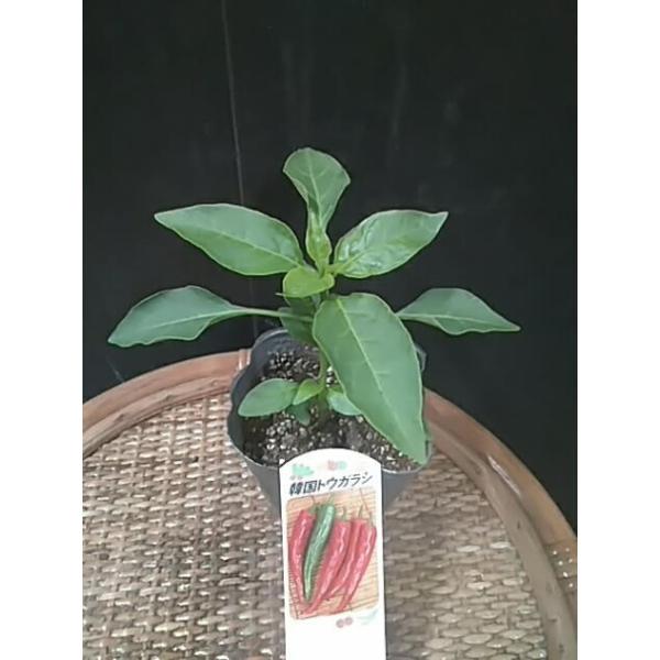 韓国トウガラシ 苗 カラトウ 在日が多い生野で売れている韓国野菜 からとう