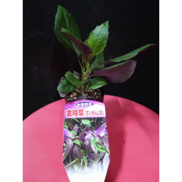 金時草 苗の人気商品 通販 価格比較 価格 Com