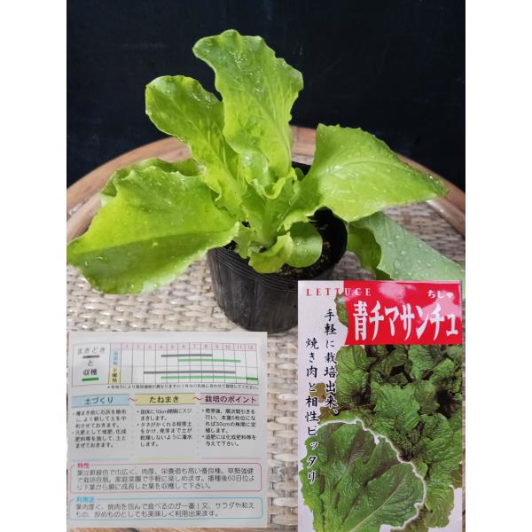 野菜苗 チマサンチュ チシャ 焼肉 韓国 Buyee Buyee Japanese Proxy Service Buy From Japan Bot Online
