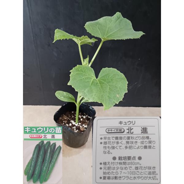野菜苗 北進  べと病 うどんこ病に強い 強いてきゅうり 家庭菜園に最適 キュウリ