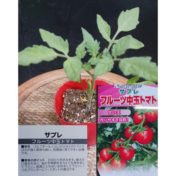 甘いとまと フルティカ 中玉 トマト