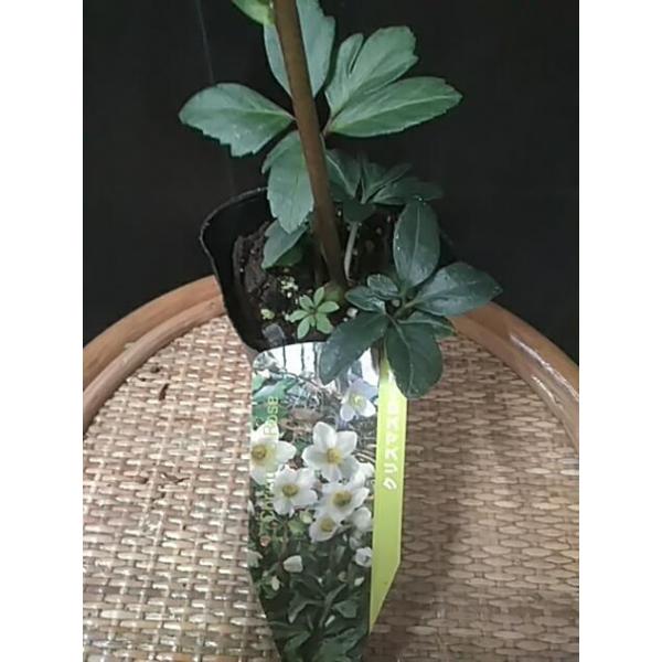 クリスマスローズ ニゲル 白 宿根草 Buyee Buyee Japanese Proxy Service Buy From Japan Bot Online