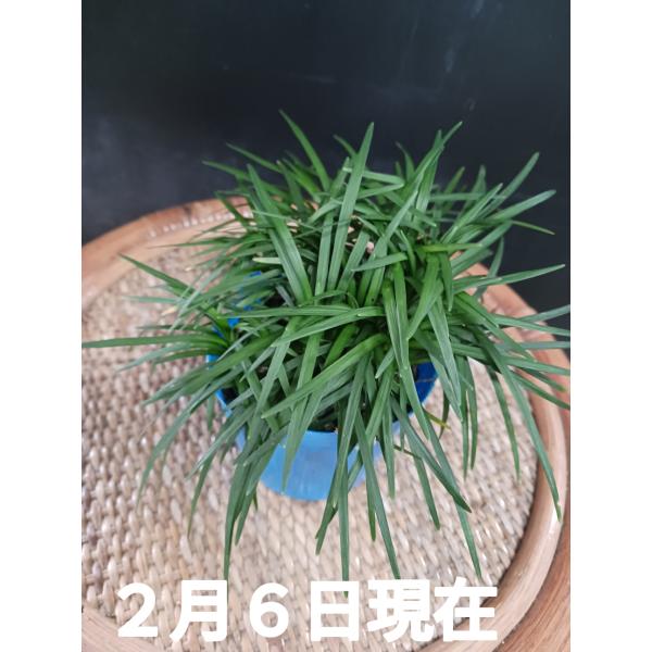 直径１０ｃｍのビニール鉢に入っています。ビニール鉢の色は変わることがあります竜の髭・蛇の髭・玉竜便利なグランドカバーです。 日向でも日陰でも半日陰でも、どこでも選ばず育ち、草丈はずっと１０センチ前後と非常に低いです。植物は、日々変化していき...